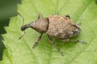 Lepyrus capucinus