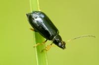Luperus