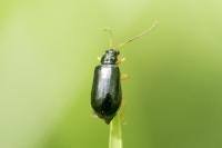 Luperus