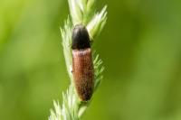 Athous haemorrhoidalis