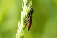 Athous haemorrhoidalis