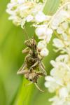 Rhagium sycophanta