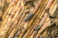 Uleiota planatus