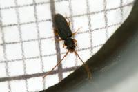 Uleiota planatus