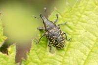 Larinus turbinatus