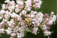 Rutpela maculata