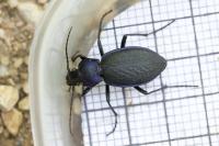 Carabus problematicus