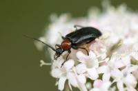 Dinoptera collaris