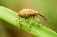 Curculio venosus