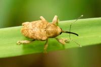 Curculio venosus
