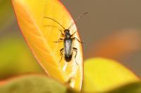 Grammoptera ruficornis