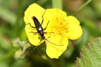 Rutpela nigra