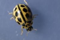 Tytthaspis sedecimpunctata