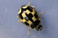 Propylea quatuordecimpunctata