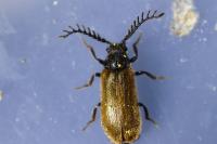 Drilus flavescens