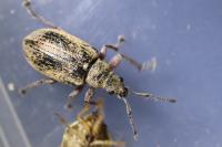 Phyllobius pyri