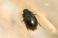 Hydrobius fuscipes
