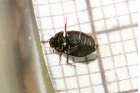 Hydrobius fuscipes