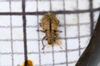 Strophosoma melanogrammum