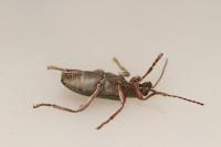 Donacia clavipes
