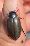 Colymbetes fuscus