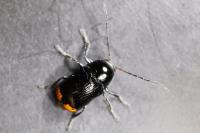 Cryptocephalus biguttatus
