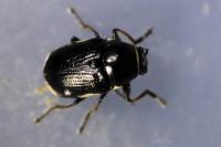 Cryptocephalus moraei
