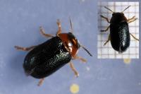 Smaragdina salicina