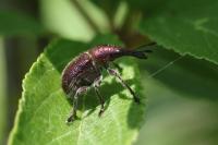 Rhynchites auratus