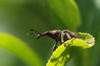 Rhynchites auratus