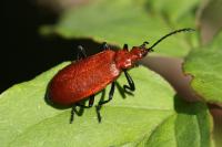 Pyrochroa serraticornis