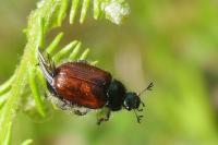 Phyllopertha horticola