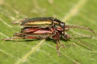 Donacia clavipes