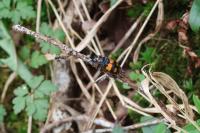 Nicrophorus vespilloides