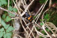 Nicrophorus vespilloides