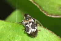 Ptinomorphus regalis