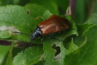 Omophlus lepturoides