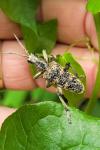 Rhagium sycophanta