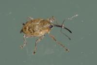 Curculio glandium