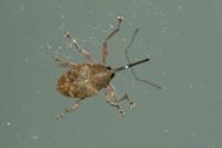 Curculio glandium
