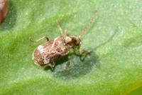 Ptinomorphus imperialis