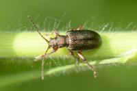 Plateumaris consimilis