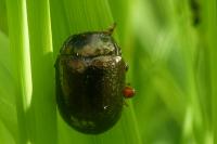 Chrysolina bankii
