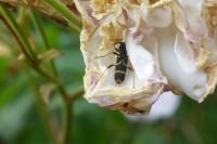 Clytus arietis