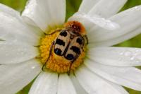 Trichius gallicus