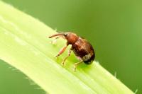 Anthonomus