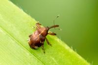 Anthonomus