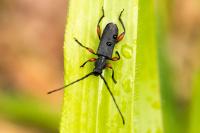 Ropalopus femoratus