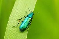 Psilothrix viridicoerulea