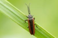 Omalisus fontisbellaquei